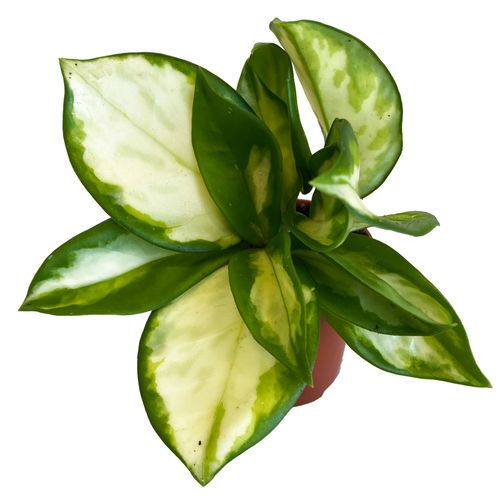 Hoya Carnosa Tricolor 10 cm na Arena.pl