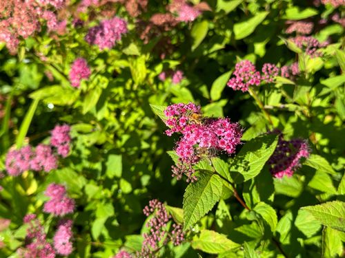 Tawuła japońska ‘Country Red’  Ciemnoróżowa (Spiraea japonica)  Poj. 2.0L na Arena.pl