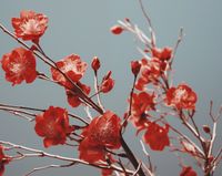 Plakat 76x60,5cm Szkarłatna Wiosna