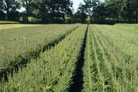 Świerk pospolity 3lata SADZONKI GK Picea Abies 25/50cm