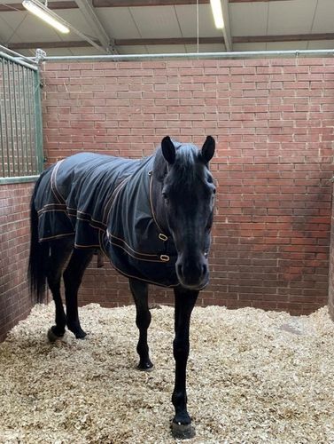 Bezpyłowe trociny ściółka ProBioBED Classic dla gryzoni, koni ODPYLONE 250l na Arena.pl