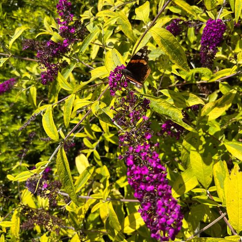 Budleja Dawida 'Santana' (Buddleja davidii) Doniczka 2.0L na Arena.pl
