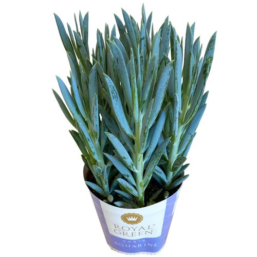 Starzec Senecio Mount Everest 30cm na Arena.pl