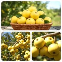 JABŁOŃ KRONSELKA STARA ODMIANA NISKOPIENNA