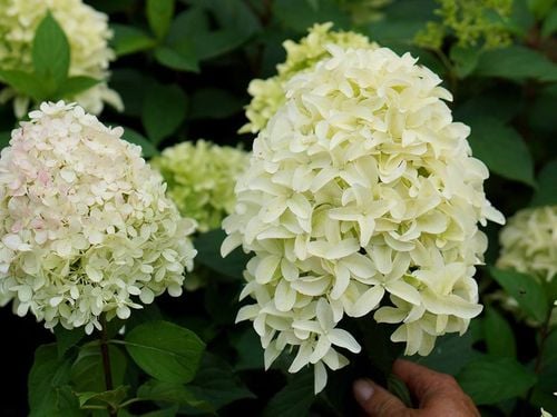 Hortensja bukietowa Skyfall ®  P9 E na Arena.pl