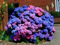 Hortensja BOUQUET ROSE WIELOBARWNA KULA KWIATÓW