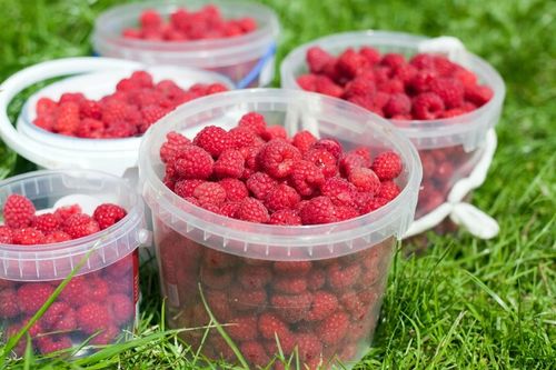 WIADERKO WIADRO POJEMNIK Z POKRYWKĄ TRANSPARENTNE 20L DO 200° na Arena.pl