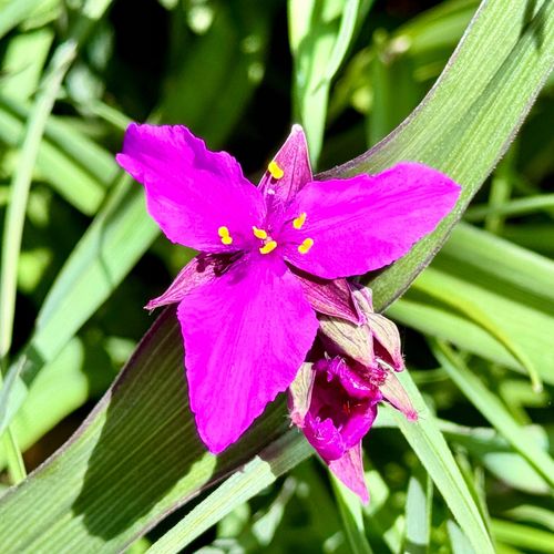 Trzykrotka wirginijska 'Concord Grape' Tradescantia virginiana Doniczka 2L na Arena.pl