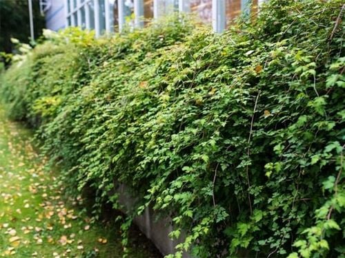 Tawulec Pogięty CRISPA 20-30cm Krzew Zielony Kwitnący na Arena.pl