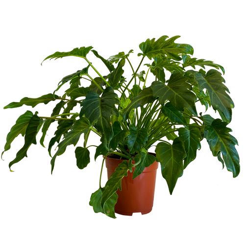 Filodendron XANADU (PHILODENDRON) 50 cm na Arena.pl