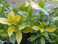 Aukuba japońska aucuba japonica variegata C2 25-40 cm