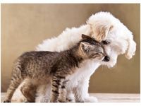 50X70CM PRZYJACIELE OBRAZ POKOJU DREWNINE