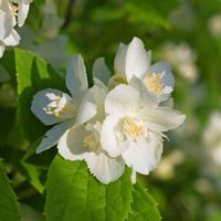 Jasminowiec wonny 'Rosamunde' (Philadelphus coronarius) Doniczka 2.0L