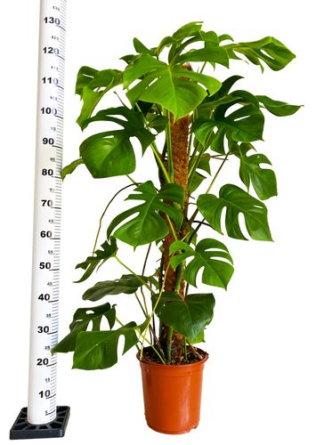 MONSTERA DZIURAWA DELICIOSA 130cm na Arena.pl