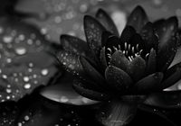 Plakat 100x70cm Lotos w Czerni