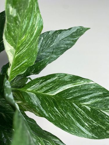 Spathiphyllum Diamond variegated Skrzydłokwiat z biało zielony liśćmi na Arena.pl
