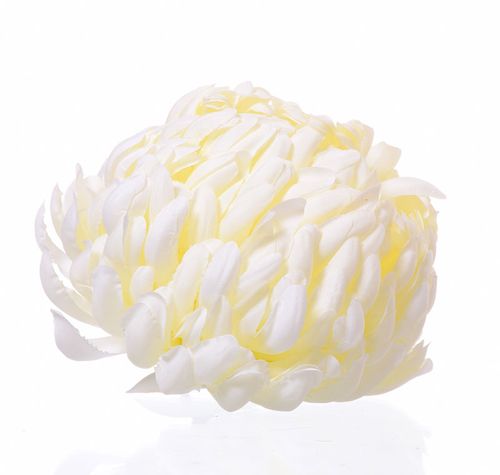 Chryzantema wyrobowa biała na Arena.pl