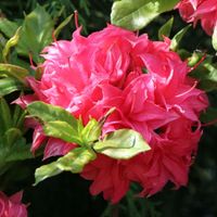 Azalia wielkokwiatowa HOMEBUSH Różowa Obficie kwitnie Sadzonki P9