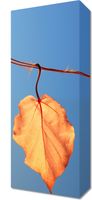 Obraz 20x50cm Ostatni Liść