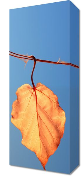 Obraz 20x50cm Ostatni Liść zdjęcie 1