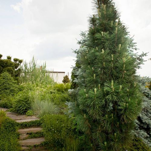 Sosna czarna Molette C5 na Arena.pl