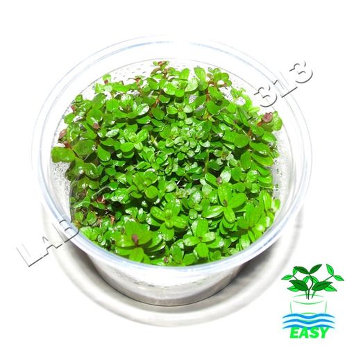 Rotala colorata na Arena.pl