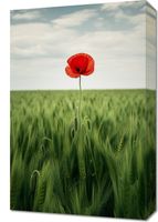 Obraz 40x60cm Samotny Mak na Polu