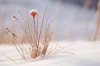 Plakat 91,5x61cm Zima w Detalach