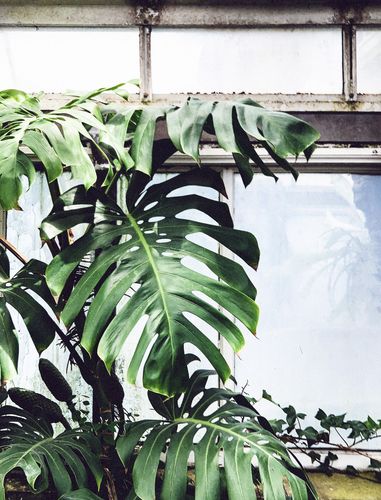 MONSTERA DZIURAWA DELICIOSA 130cm na Arena.pl