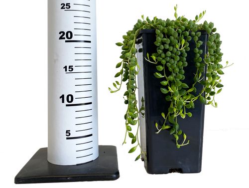 Starzec SENECIO HERREIANUS 20cm na Arena.pl