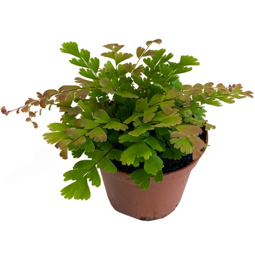 PAPROĆ ADIANTUM CAUDATUM 10cm na Arena.pl