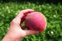 BRZOSKWINIA INKA duża niskopienna mróz - sadzonki 120 / 140 cm