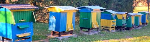 Naturalny Miód MNISZKOWY - TEGOROCZNY na Arena.pl