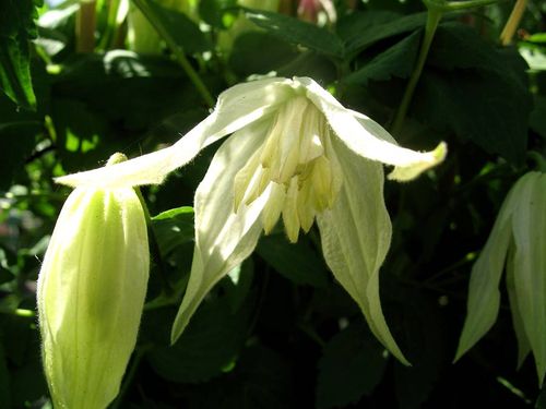 Powojnik Clematis Lemon Beauty ® C2 E na Arena.pl