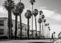 Plakat 70x50cm Spacer w Cieniu Palm