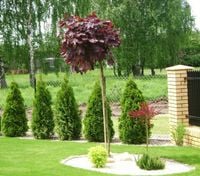 KLON kulisty czerwony szczepiony  - sadzonki 180 / 200 cm