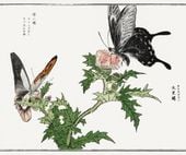 Plakat 60x50cm Motyle i Kwiaty Ilustracja Morimoto Toko Japoński Vintage