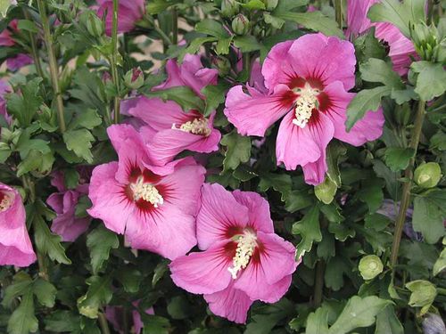 Ketmia syryjska Russian Violet C2 E na Arena.pl