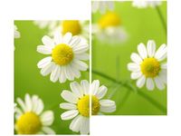 80X70CM RUMIANEK DUO OBRAZ