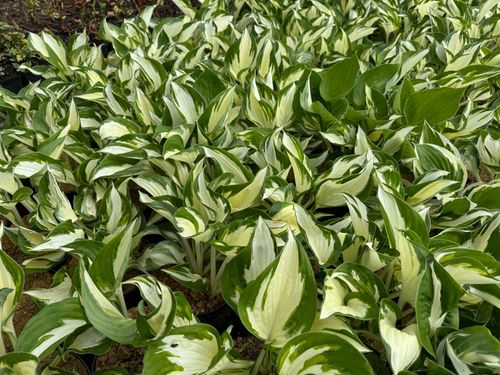 Funkia Hosta 'Fire and Ice'  Biało Zielone Liście Doniczka 2.0L na Arena.pl