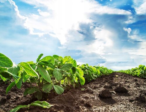 OBORNIK Granulowany Nawóz do Roślin Warzyw Jesienny Wiosenny 40L na Arena.pl