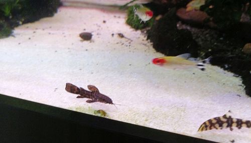 PIASEK KWARCOWY DO AKWARIUM - NAJCZYSTSZY 0,5-1,2 15 KG Drobny, Jasny na Arena.pl