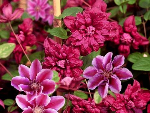 Powojnik Clematis Red Star C2 E na Arena.pl