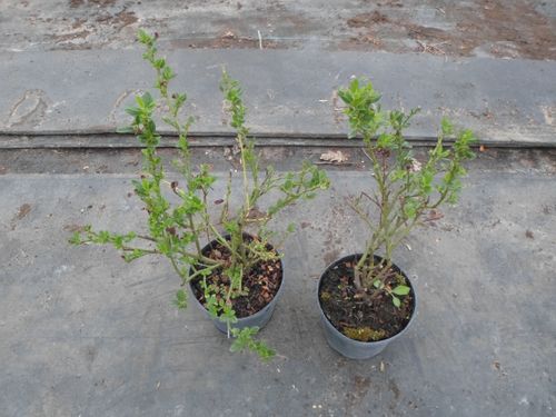 Prusznik niebieski Victoria 20-40cm C2 na Arena.pl