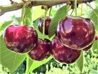 CZEREŚNIO -WIŚNIA BARDZO DUŻY OWOC ODPORNA NA MRÓZ DUŻE ZBIORY