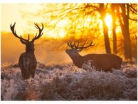 50X70CM JELENIE OBRAZ POKOJU DREWNINE