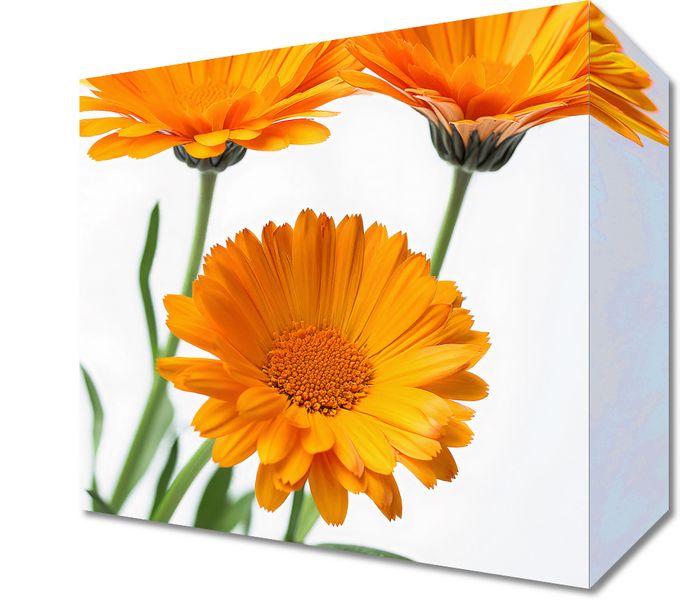 Obraz 20x20cm Słoneczne Kalendule zdjęcie 1