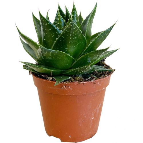 ALOES ARISTATA COSMO 12cm na Arena.pl
