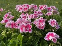 Pelargonia rabatowa Zonale kolor biały róż duże zdrowe sadzonki