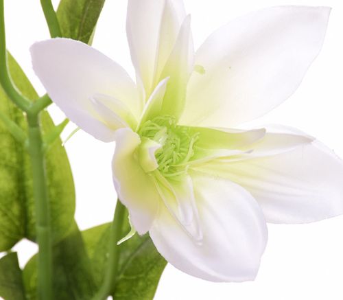 Clematis kremowy na Arena.pl